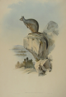 John Gould Macropods